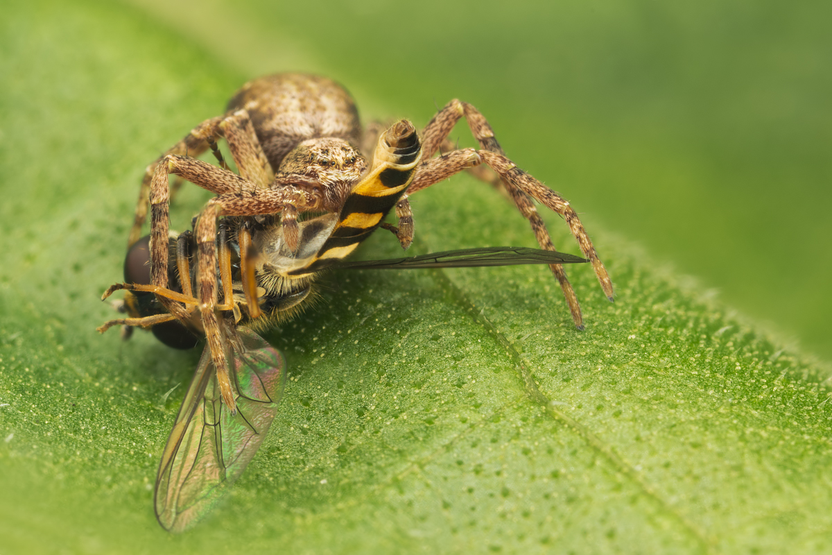 Spider and Hoverfly 4